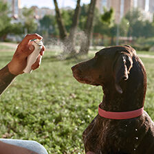 person spraying dog with flea & tick preventative